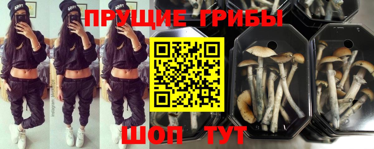 Галлюциногенные грибы Psilocybine cubensis  Глазов  Галлюциногенные грибы мухоморы 